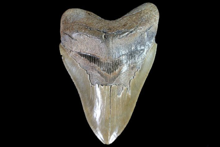 Serrated, Fossil Megalodon Tooth #86071